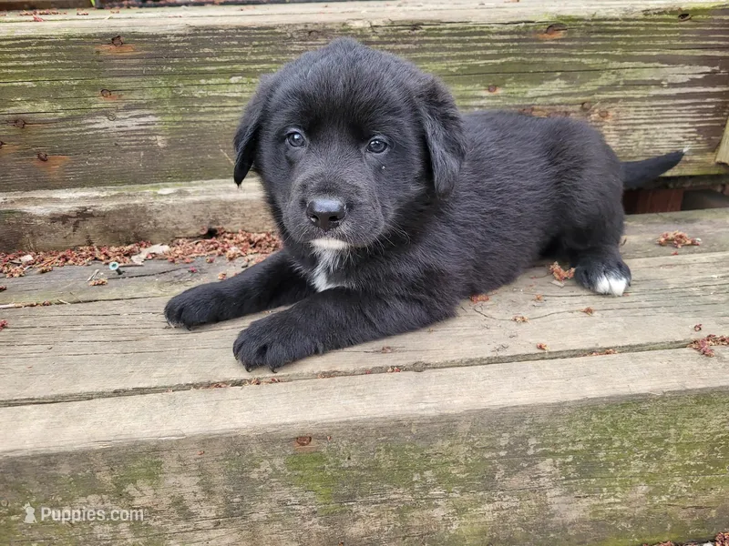 Ram – Golden Retriever, Labrador Retriever puppy for sale in Inkster, MI