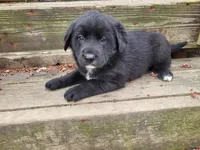 Ram, a male Golden Retriever and Labrador Retriever for sale in Inkster, MI – Photo 1 of 3