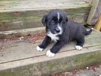 Daisy , a female Golden Retriever and Labrador Retriever for sale in Inkster, MI – Photo 6 of 6