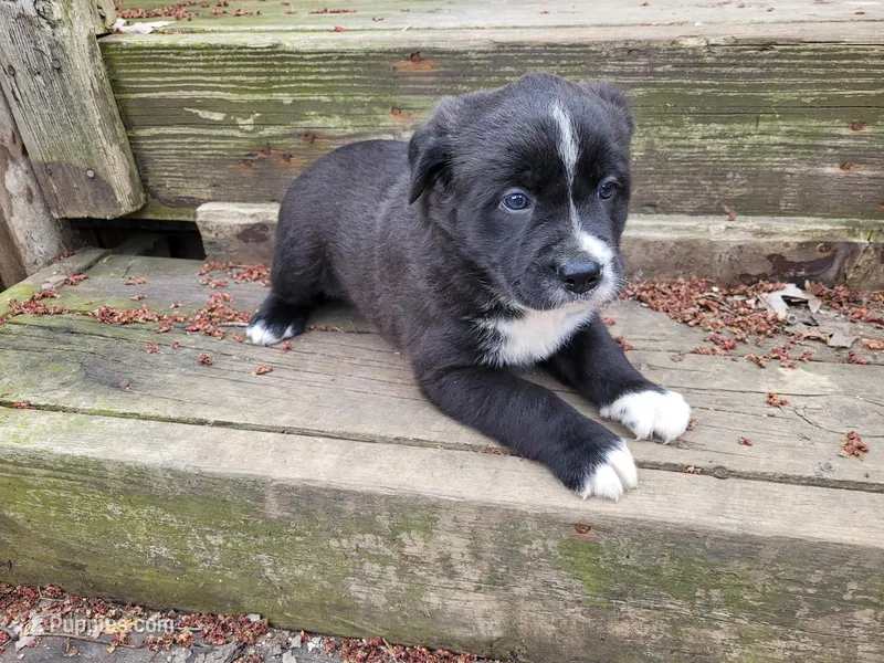 Daisy , a female Golden Retriever and Labrador Retriever for sale in Inkster, MI – Photo 1 of 6