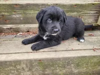 Ram, a male Golden Retriever and Labrador Retriever for sale in Inkster, MI – Photo 3 of 3