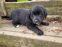 Ram, a male Golden Retriever and Labrador Retriever for sale in Inkster, MI – Photo 2 of 3