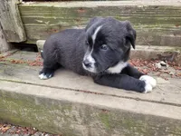 Daisy , a female Golden Retriever and Labrador Retriever for sale in Inkster, MI – Photo 3 of 6