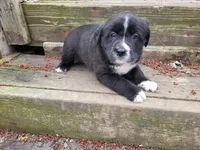 Daisy , a female Golden Retriever and Labrador Retriever for sale in Inkster, MI – Photo 4 of 6