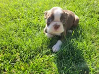 John , a male Boston Terrier for sale in Inkster, MI – 4 of 5