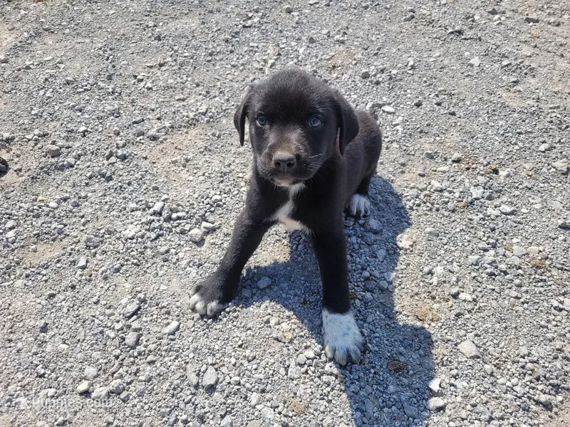 Daisy  – Australian Shepherd, Labrador Retriever puppy for sale in Inkster, MI