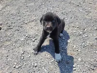 Daisy , a female Australian Shepherd and Labrador Retriever for sale in Inkster, MI – 1 of 5