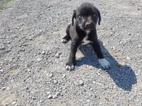 Daisy , a female Australian Shepherd and Labrador Retriever for sale in Inkster, MI – 2 of 5