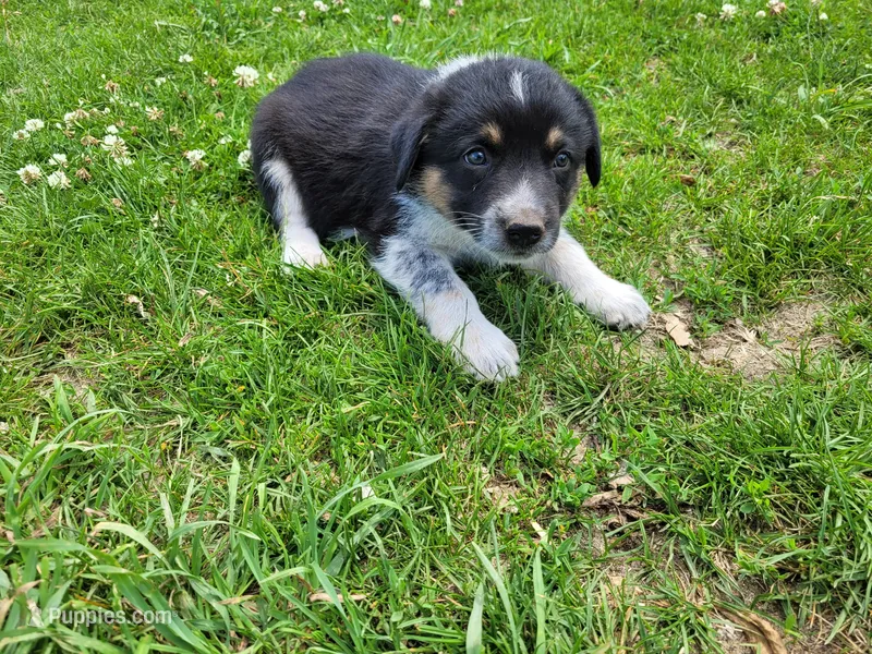 Linda  – Australian Shepherd, German Shepherd Dog puppy for sale in Inkster, MI
