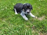 Linda , a female Australian Shepherd and German Shepherd Dog for sale in Inkster, MI – 1 of 4