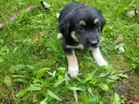 Daisy , a female German Shepherd Dog and Labrador Retriever for sale in Inkster, MI – 4 of 4