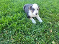 Lady, a female Australian Shepherd and German Shepherd Dog for sale in Inkster, MI – 3 of 5