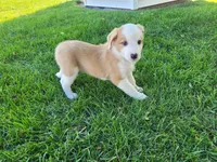 Ram, a male Australian Shepherd and German Shepherd Dog for sale in Inkster, MI – 3 of 5