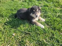 Lady, a female Border Collie and German Shepherd Dog for sale in Inkster, MI – Photo 3 of 4