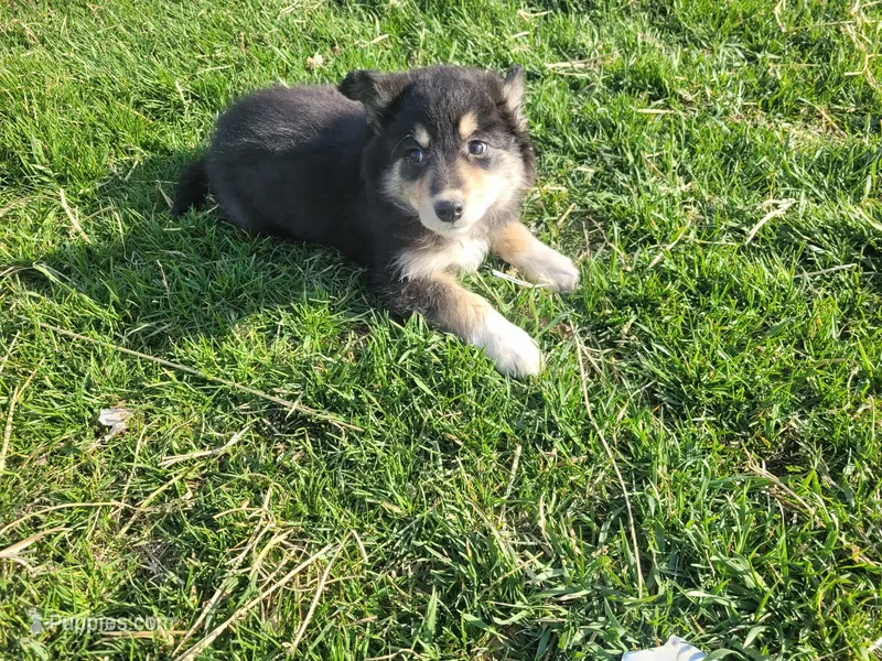 Lady – Border Collie, German Shepherd Dog puppy for sale in Inkster, MI
