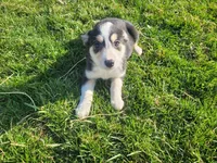 Jackie, a female Border Collie and German Shepherd Dog for sale in Inkster, MI – Photo 3 of 4