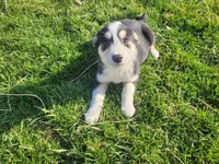 Jackie, a female Border Collie and German Shepherd Dog for sale in Inkster, MI – Photo 4 of 4