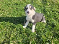 Jackie, a female Border Collie and German Shepherd Dog for sale in Inkster, MI – Photo 2 of 4