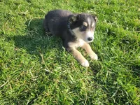 Ram, a male Border Collie and German Shepherd Dog for sale in Inkster, MI – Photo 4 of 5