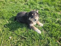 Lady, a female Border Collie and German Shepherd Dog for sale in Inkster, MI – Photo 2 of 4