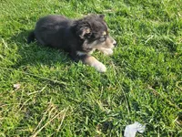 Lady, a female Border Collie and German Shepherd Dog for sale in Inkster, MI – Photo 4 of 4