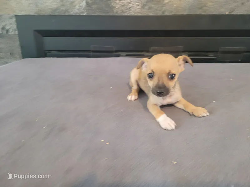 Daisy  – Jack Russell Terrier puppy for sale in Inkster, MI