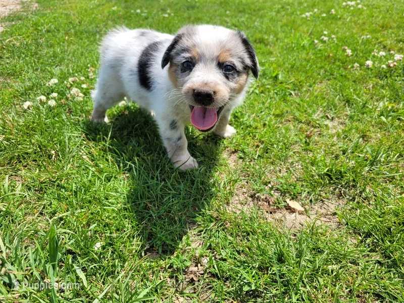 John  – Australian Shepherd, German Shepherd Dog puppy for sale in Inkster, MI
