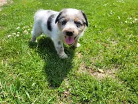 John , a male Australian Shepherd and German Shepherd Dog for sale in Inkster, MI – 1 of 4