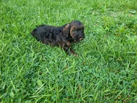 Brown, a male Cavapoo for sale in Inkster, MI – 6 of 6