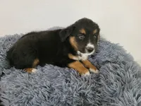Ram, a male Australian Shepherd and German Shepherd Dog for sale in Inkster, MI – 4 of 4
