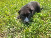 Black , a male Australian Shepherd and German Shepherd Dog for sale in Inkster, MI – 5 of 5