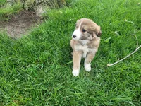Ram, a male Border Collie for sale in Inkster, MI – 3 of 4