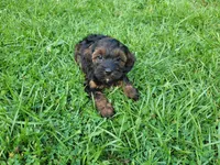 Brown, a male Cavapoo for sale in Inkster, MI – 2 of 6