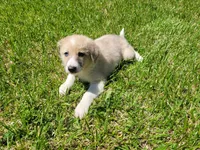 Lulu , a female Australian Shepherd and German Shepherd Dog for sale in Inkster, MI – 4 of 4