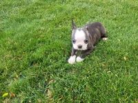 Kim, a female Boston Terrier for sale in Inkster, MI – 5 of 6
