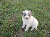 Lady, a female Australian Shepherd and German Shepherd Dog for sale in Inkster, MI – 1 of 3