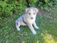 Max, a male Australian Shepherd and German Shepherd Dog for sale in Inkster, MI – 2 of 3