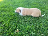 Lulu , a female Australian Shepherd and German Shepherd Dog for sale in Inkster, MI – 5 of 5