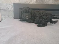 Black , a male Cavapoo for sale in Inkster, MI – 3 of 6