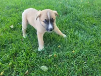 Brown , a male Australian Shepherd and German Shepherd Dog for sale in Inkster, MI – 2 of 4