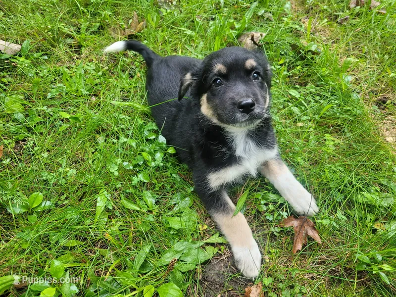 Lulu  – German Shepherd Dog, Labrador Retriever puppy for sale in Inkster, MI