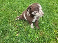 Lady, a female Australian Shepherd and Border Collie for sale in Inkster, MI – 4 of 4