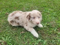 Daisy , a female Australian Shepherd for sale in Inkster, MI – 3 of 4