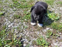 Jackie, a female Australian Shepherd and Labrador Retriever for sale in Inkster, MI – 2 of 4