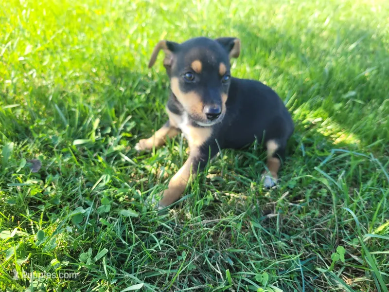 Kim  – German Shepherd Dog, Labrador Retriever puppy for sale in Inkster, MI