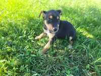 Kim , a female German Shepherd Dog and Labrador Retriever for sale in Inkster, MI – 1 of 4
