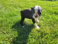 Daisy , a female Boston Terrier for sale in Inkster, MI – 4 of 4