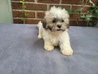 Alex , a male Bichon Frise and Shih Tzu for sale in Inkster, MI – 2 of 5