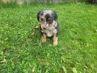 John , a male Australian Shepherd and Border Collie for sale in Inkster, MI – 1 of 4