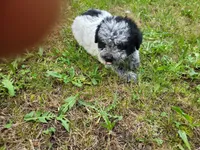 Ram, a male Australian Cattle Dog and Poodle - Miniature  for sale in Inkster, MI – 1 of 6